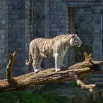 حديقة حيوان بايري دايزا Pairi Daiza