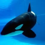حديقة Marineland المائية